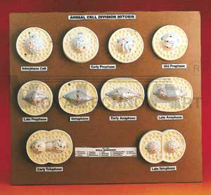 Mitosis Animal Cell